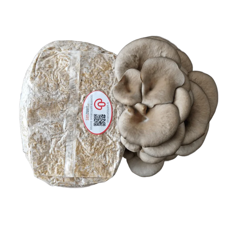 Samzwam Oesterzwam Kweekset XL – kant-en-klaar kweekblok